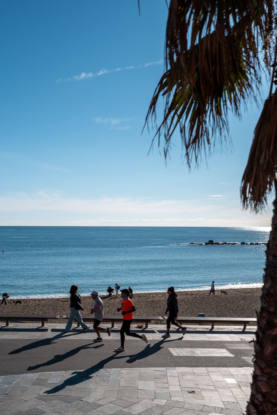 Plage de Barcelone avec palmiers et mer