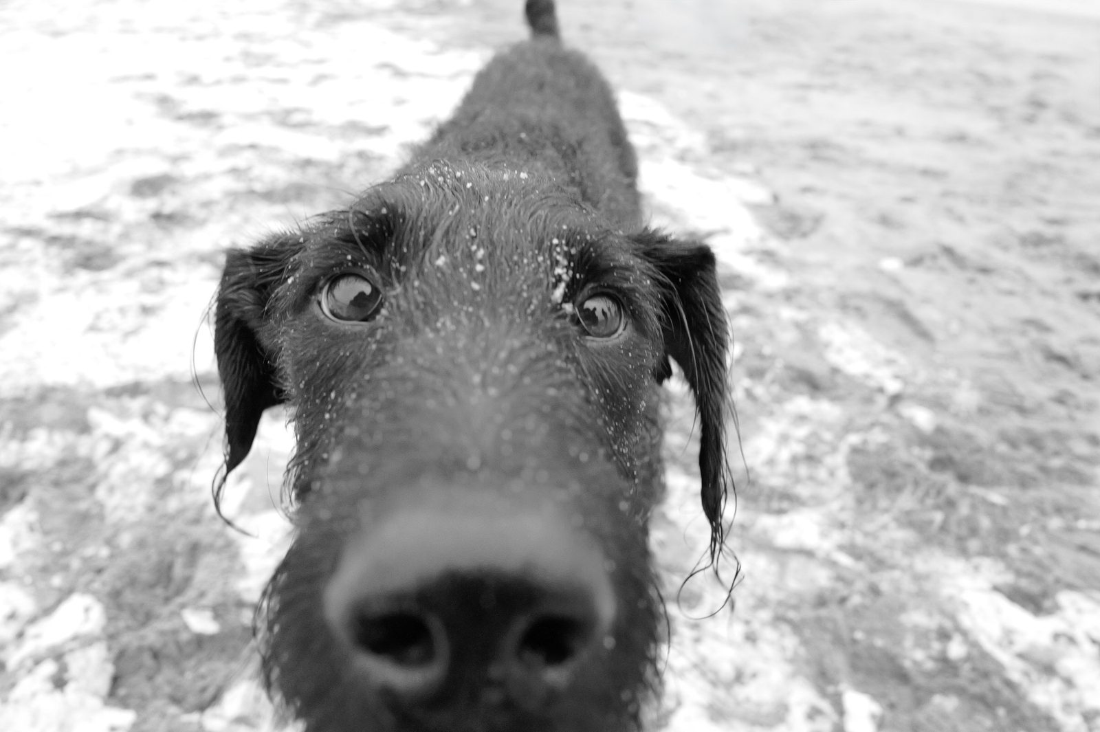 Gros plan sur le museau mouille d'un chien sur la plage, Coney Island