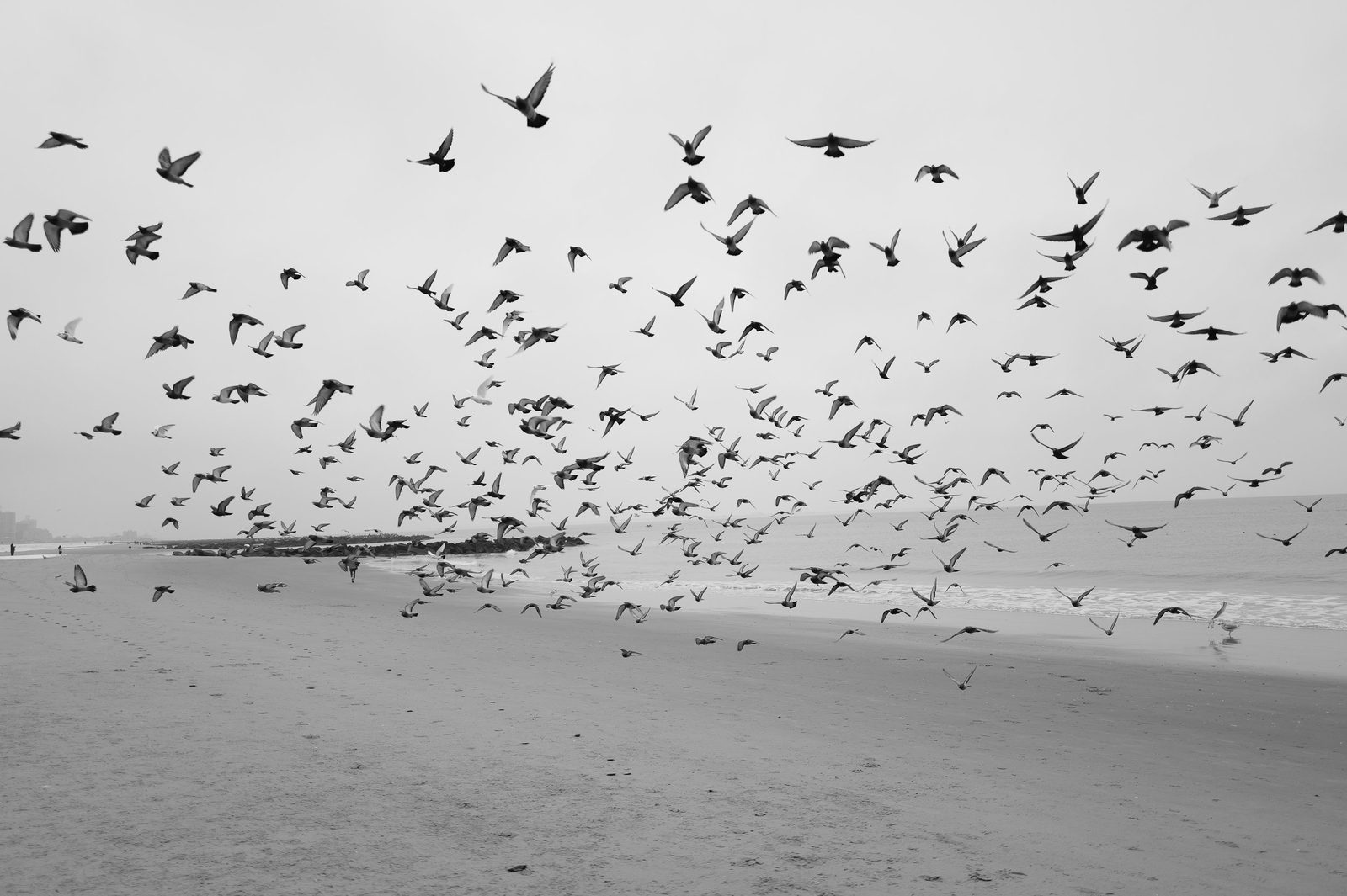 Nuee d'oiseaux s'envolant au-dessus de la plage, Coney Island