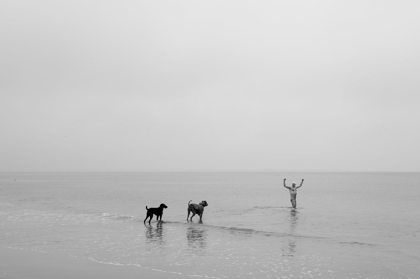 Deux chiens et une personne bras leves dans l'eau peu profonde, Coney Island