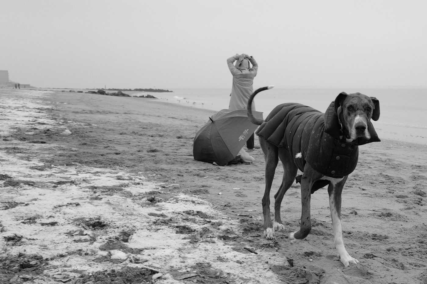 Chien avec manteau et promeneur muni d'un parapluie sur la plage, Coney Island