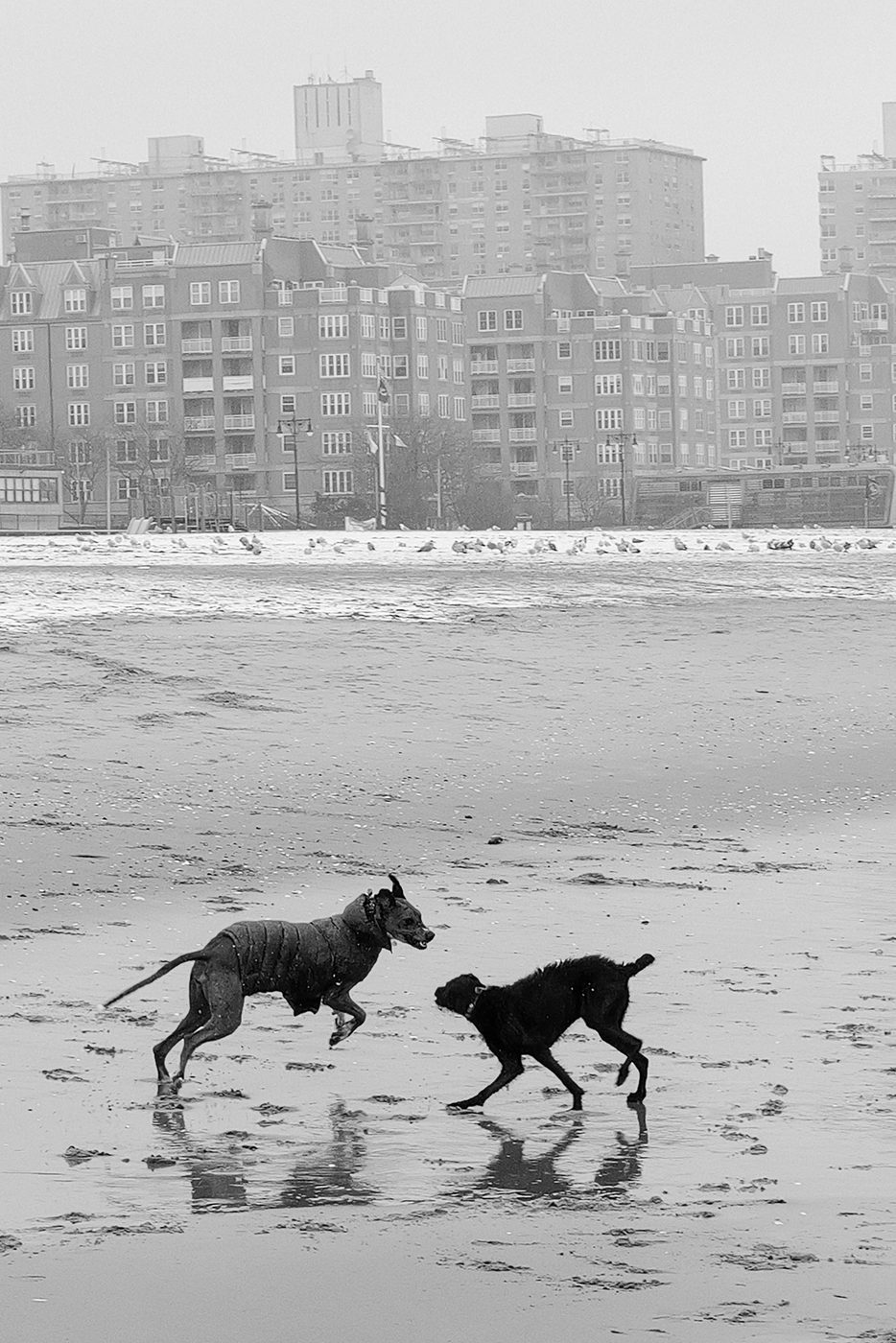 Deux chiens jouant sur la plage face aux immeubles de Coney Island